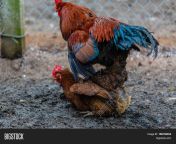 158152454.jpg from hen mating chicken