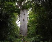 kauri tree.jpg from kaur i