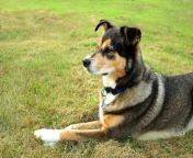 jackie brown shollie mixed dog breed pictures 3 1536x1024.jpg from coile x