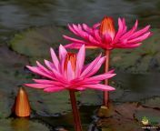 indian red water lily4.jpg from indian lily self