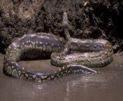 biggest snakesthe african rock python 1024x535.jpg from long dick giant snakes