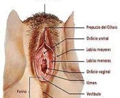 yzerprdhdn1pjwizzoyix6 jpgw1200 from anatomÃ­a vulva femenina