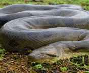 green anacondanationalgeographic com .jpg from long dick giant snakes