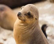 califonia sea lion.jpg from see lion