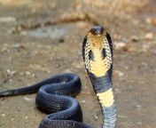 animals hero cobra.jpg from black kobra