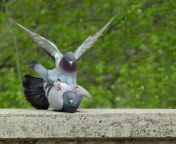 63690a78ff023d4254101149 how do birds mate pigeons.jpg from dove ka sex
