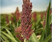 img sorghum plant closeup pioneer na us v1staticlist desktop from inzen