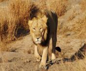1669102057 asian lion in the wild 2 1.jpg from বাংলা দুই ছেলে এক মেয়ের সেক্স