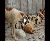 ویدیو حمله سگ وحشی مرد هند.jpg from سکس ویدیو اسب با