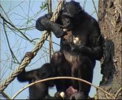 full from sex simpanse