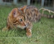tabby cat vs bengal cat 3.jpg from bengal acts xx