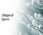 lifespan of sperm.jpg from মেয়েদের মাং দিয়ে শূক্রানু বের