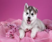shutterstock 628340135 cute siberian husky puppy with flowers on a pink background background 1.jpg from girlvdog