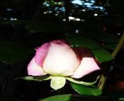 rose1.jpg from bihar adivasi girlan
