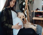cachorro pode gravida petlove.jpg from mulher amamenta filhote de cachorro no peito