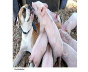 slide1 o8onjm.jpg from induk anjing menyusui anak babi tanpa membedakan dengan anaknya sendiri diketahui induk babi