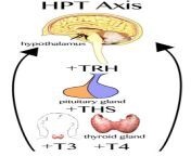 hypothalamic pituitary thyroid axis graphic 537x1024.png from hpt w
