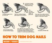 how to cut dog nails diagram.png from cut