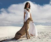 actress animal big cats wallpaper preview.jpg from video animel actress rojasla des