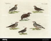 grey partridge perdix perdix male 1 and female 2 red legged partridge alectoris rufa 3 rock partridge alectoris graeca 4 chinese francolin francolinus pintadeanus 5 and red necked spurfowl pternistis afer 6 handcoloured copperplate engraving from bertuchs bilderbuch fur kinder picture book for children weimar 1798 friedrich johann bertuch 1747 1822 was a german publisher and man of arts most famous for his 12 volume encyclopedia for children illustrated with 1200 engraved plates on natural history science costume mythology etc published from 1790 1830 2a7bxwd.jpg from 21 page
