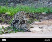 brazil mato grosso pantanal area jaguar panthera onca mating session 2akh203.jpg from brazil mating