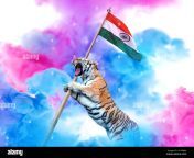 tiger carrying an indian flag with colourful smoke background patriotic theme concept 2c9508a.jpg from indian images