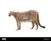 puma or cougar isolated on white background 2bpe9nn.jpg from cougar aunty south back side