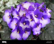 close up of beautiful flowers of african violet maxi besar blue white 2ea0j9e.jpg from maxi besar