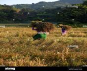 guwahati assam india 24th nov 2020 indian tribal women carry their harvest paddy in the kamrup rural district of assam india 24th november 2020 the harvesting season in indias assam state will continue until the end of december credit dasarath dekazuma wirealamy live news 2dd4mda.jpg from অসমীয়া বোৱাৰী sex india video assam