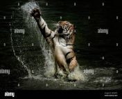 the tiger reaches its paw high in the air to try and reach the food jakarta indonesia this tiger looked like it was having the time of its life whe 2g53wt5.jpg from tiger try