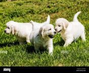 six week old platinum or cream colored golden retriever puppies playing on the grass 2g9t946.jpg from anmal six