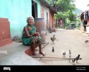 old tribal woman sitting outside of her house with hen and chicks around her at lanjigadh village in odisha india desia kondha tribe 2fkww82.jpg from old village indian house wif 3gp xxx c