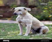 indian pariah dog also known as the south asian pye dog and desi dog sitting in a grass 2hw6981.jpg from desi dogi