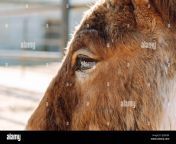 beautiful close up of a sweet donkeys eyes 2j5eebn.jpg from donkeys horseye