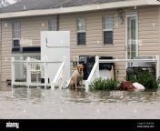a yellow labrador retriever is stranded on a back porch of a house in laffite la after surges from hurricane rita flooded the area saturday sept 24 2005 hurricane rita swept ashore saturday with a powerful surge of seawater that swamped coastal communities and vast stretches of farmland from the texas line to the mouth of the mississippi river ap photokevork djansezian 2pdr2d6.jpg from rita porch