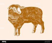 sheep engraving sketch in old vintage style isolated on white background vector retro illustration drawn by hand 2rkkjrc.jpg from gomxxx