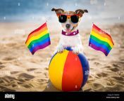 gay dog resting and relaxing on beach ball at the ocean shore on summer vacation holidays pab45d.jpg from gay doggy