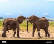 meeting big elephants amboseli kenya rg6d1d.jpg from elepant meeting
