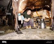 woman milking cow tttpg3.jpg from indian xxx milking and milk wall hindi gillpeparaishwarya rai salman xxx pic comdivya bharti sex xxxx imeges nude fakeactress renuka menon nudes