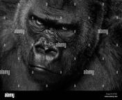 western lowland gorilla gorilla gorilla gorilla head portrait animal ap7xg1.jpg from goŕilla with oman xxxx free