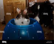 back view of hamster looking at border collie b60aj7.jpg from dogx hamster gif