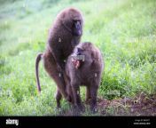 monkeys baboons having sexual intercourse bkkn71.jpg from baboon sex
