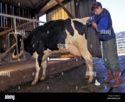 inseminator inseminating a holstein cow orne 61 france bh6m10.jpg from inseminator