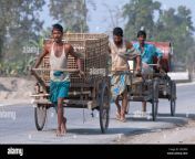 rickshaw wallahs on the highway barpeta assam india crcbfg.jpg from local borpeta rod