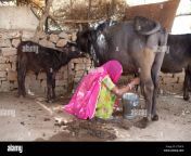 indian woman milking buffalo in rural rajasthan ctn418.jpg from indian ledis buffelo ka dudh kese nikalegi 3gp video download