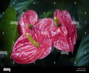 tropical plants anthuriums shiny flowers red and green flamingo lily d5gj4r.jpg from shinyflowers