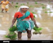 rural indian women working in a paddy field south india dbmxdh.jpg from indian village field worker lady fuck outside in forestog with