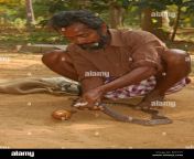 tirunelveli tamil nadu india february 28 2009 snake catcher milks epcytt.jpg from snake pg xxx video tamil actor namitha downloadlucknow xxx videotelu