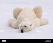 polar bear resting on the ice having come up to explore our ship off fxwhj1.jpg from polar come