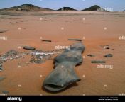fossilised wood gilf kebir plateau western libyan desert sahara desert f034nn.jpg from gilf ala